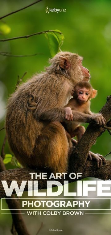 wildlife